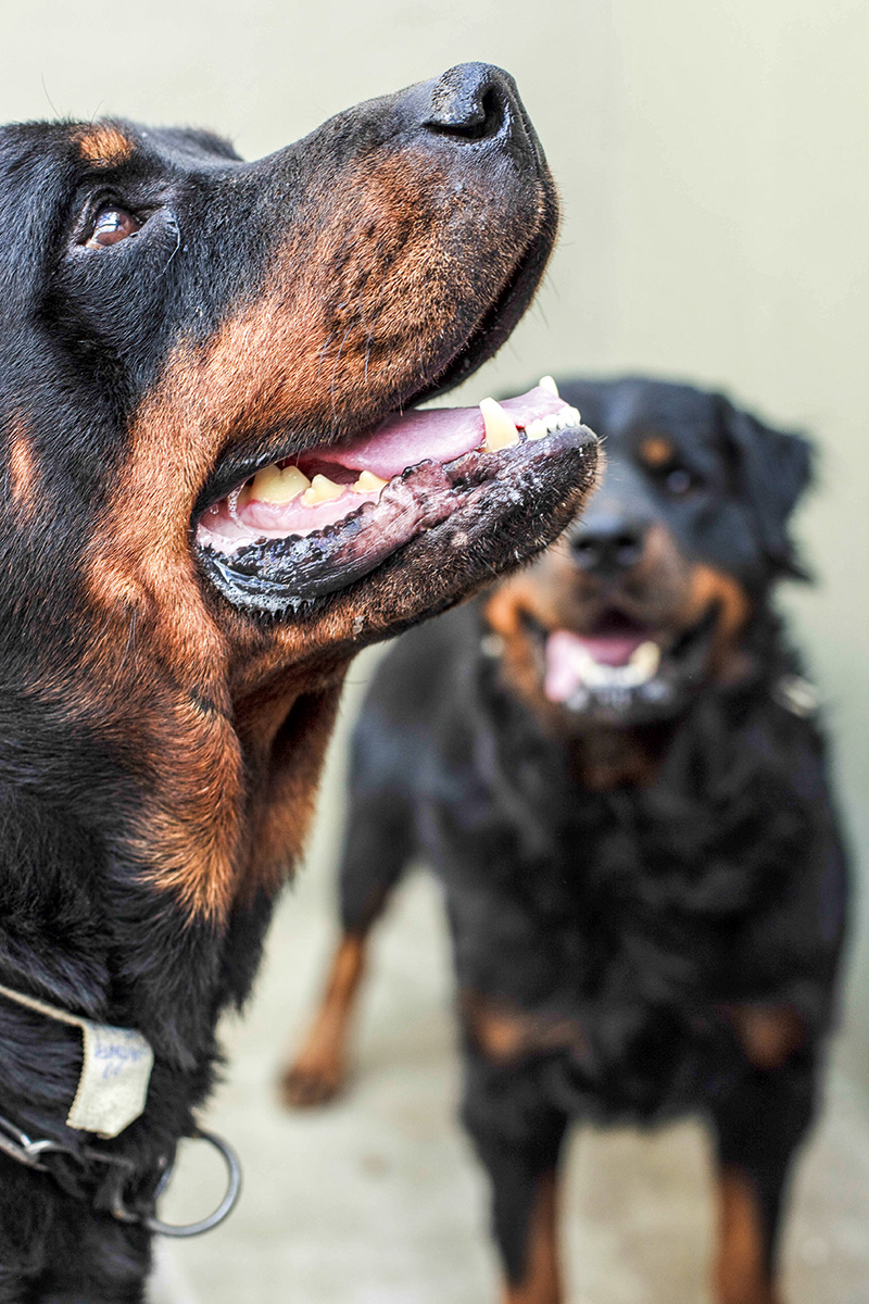 Como funciona o aluguel de cães de guarda