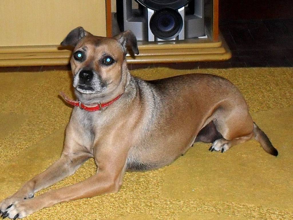 Dona cuja vira-lata fugiu antes de embarcar em voo da TAM afirma que companhia lhe ofereceu outro cachorro