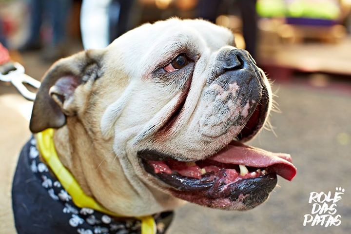 Largo do Arouche recebe o evento Rolê das Patas, para pets e seus donos, com lojinhas e food trucks