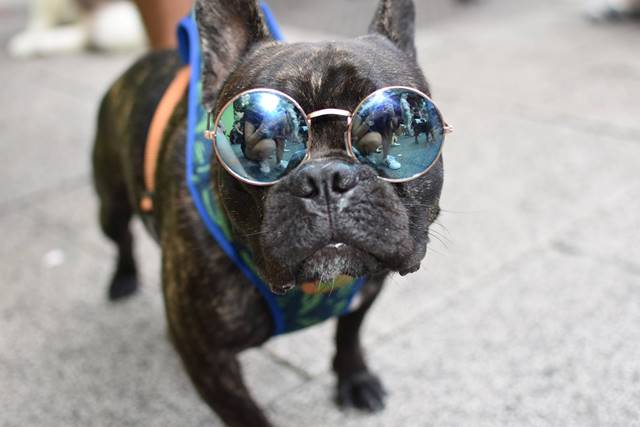 Evento para cães e seus donos terá bazar, food trucks, tatuagens temáticas e feira de adoção