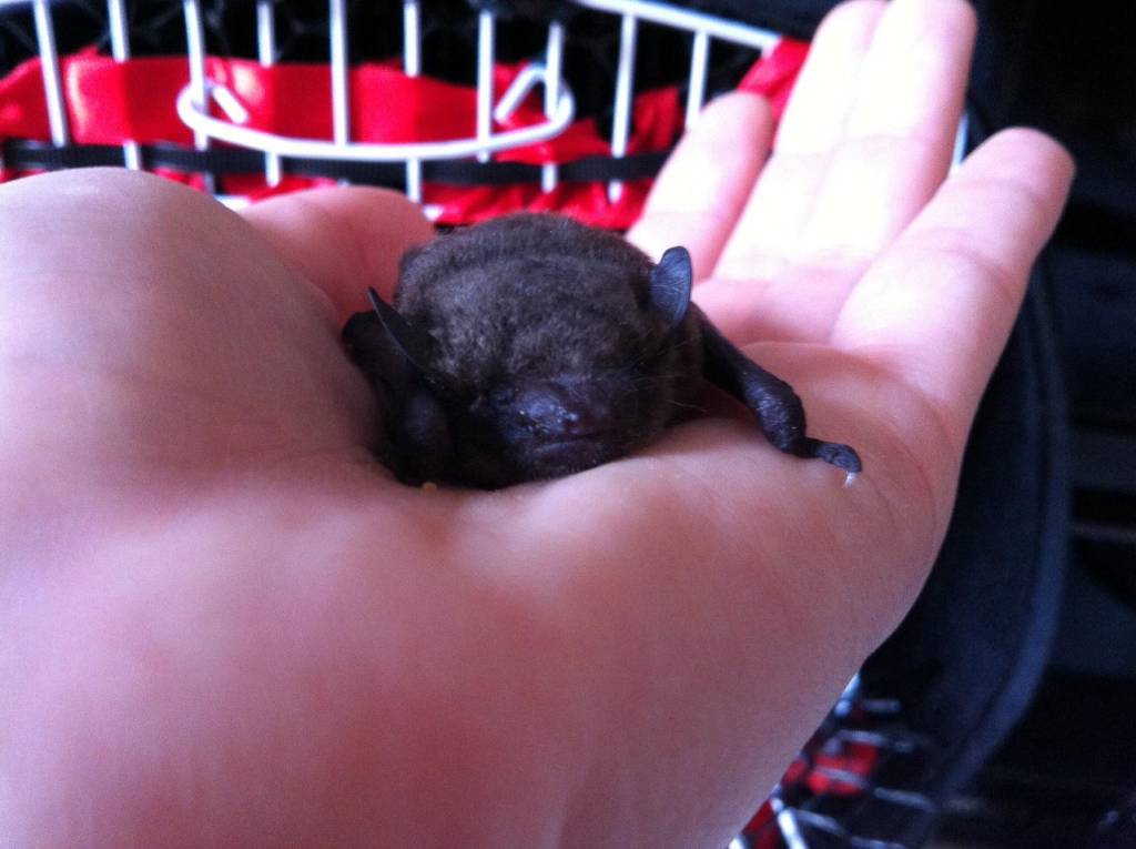 Advogada adota morcego que apareceu em seu terraço