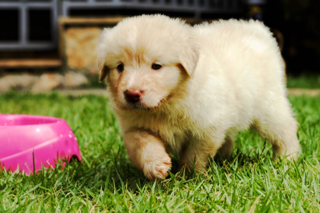 Como fazer a adaptação entre um bebê recém-nascido e um cão?