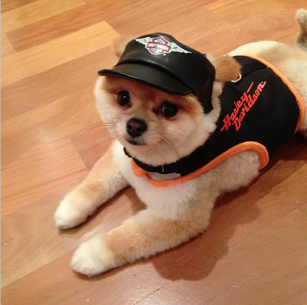 Os melhores cliques de Paçoca, mascote de Celso Zucatelli