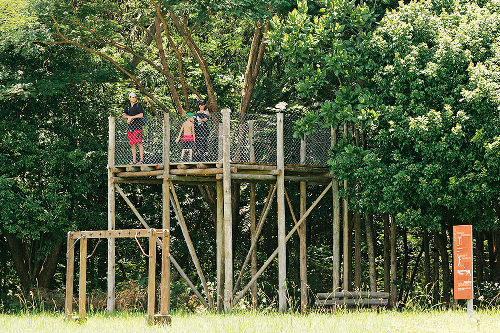 Conheça espécies de árvores e pássaros no Parque Villa-Lobos