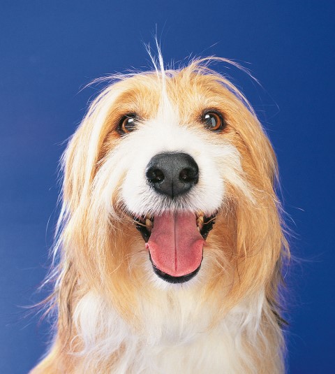 ONG oferece consultas veterinárias a 30 reais