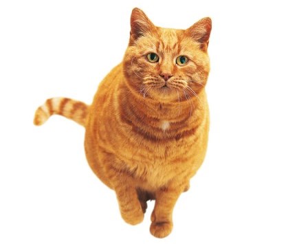 Clínica veterinária tem consultas por 60 reais até meia-noite na Zona Oeste