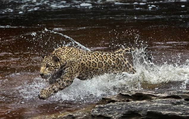 Amazônia: documentário revela os mistérios da fauna e da flora da região Amazônia: documentário revela os mistérios da fauna e da flora da região