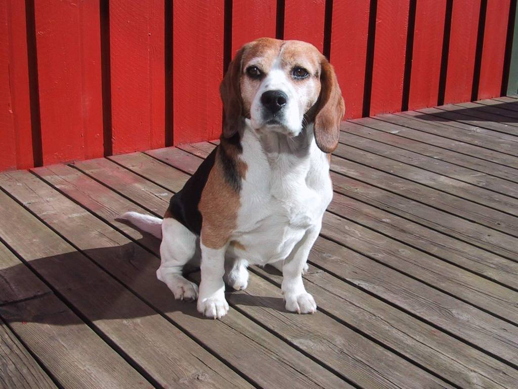 O destino incerto dos beagles do Instituto Royal