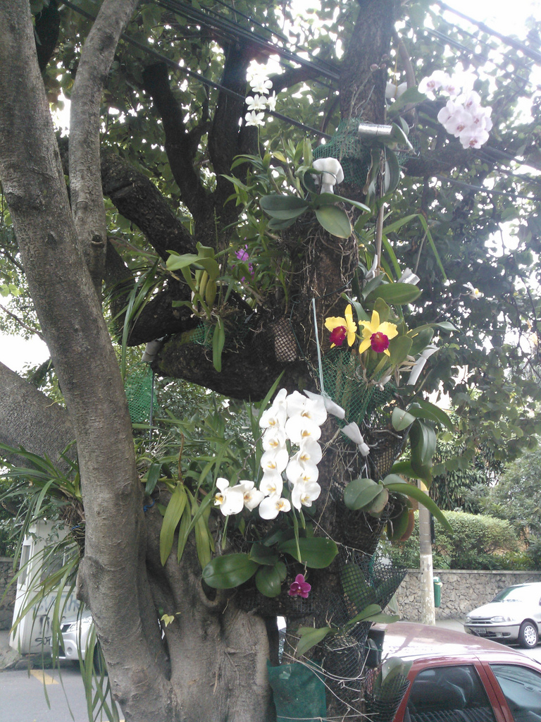 Orquídeas urbanas