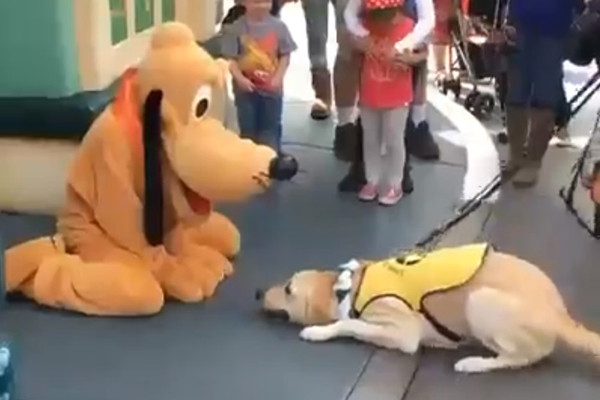 Cachorrinho não consegue conter a emoção ao encontrar Pluto na Walt Disney World