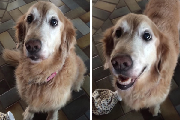 Esta cachorrinha tem a melhor reação do mundo ao descobrir que não tem câncer