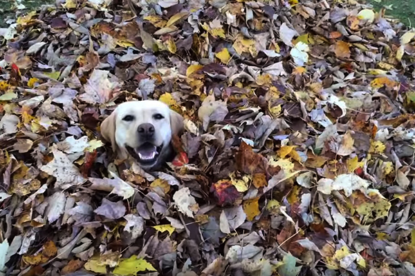Cachorrinha se diverte com folhas secas em vídeo adorável