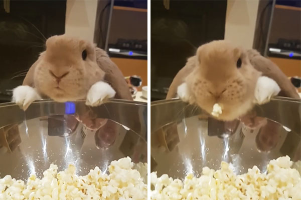 Coelho experimenta pipoca em vídeo que está fazendo sucesso na internet