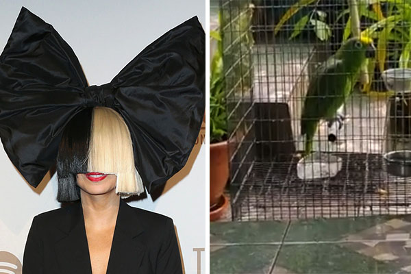 Papagaio surpreende ao cantar “Chandelier”, da Sia, melhor que muito artista profissional