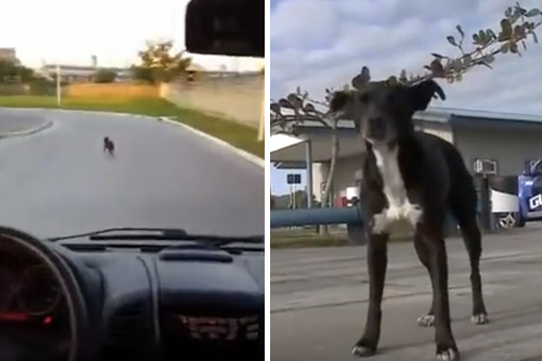 Há 8 meses “morando” na porta de hospital brasileiro, cachorro espera pelo dono que morreu