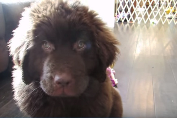 Mulher tenta provar inteligência de filhotinho e acaba se dando mal em vídeo engraçado