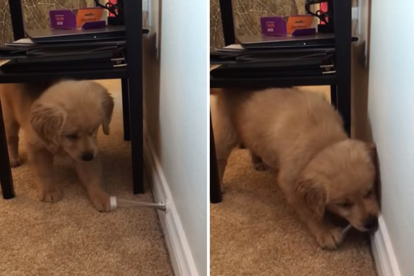 Filhotinho desconfiado enfrenta breque de porta em vídeo adorável que fez sucesso na web