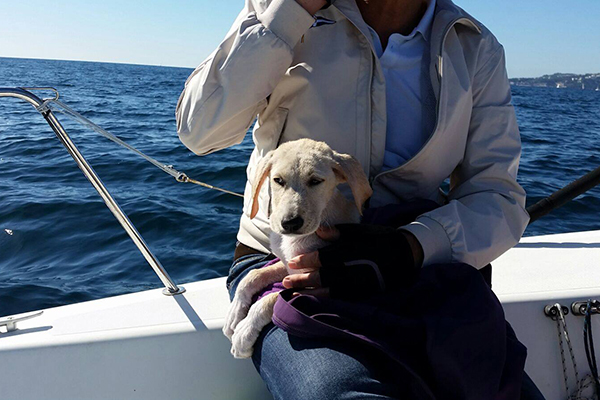 Italianos resgatam filhote de labrador perdido em alto mar em vídeo emocionante