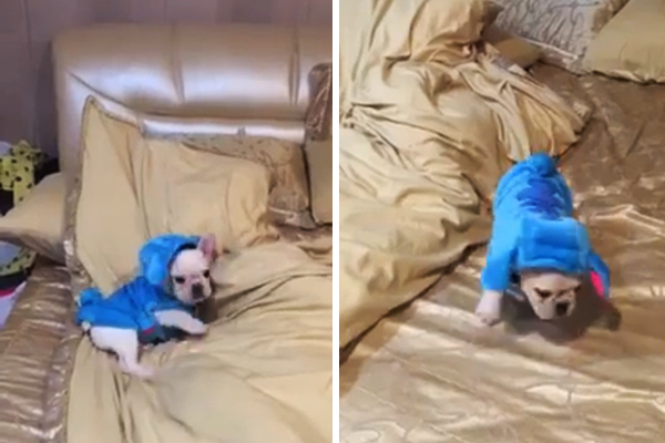 Você precisa assistir o vídeo de um filhote de buldogue francês fantasiado como o alien Stitch