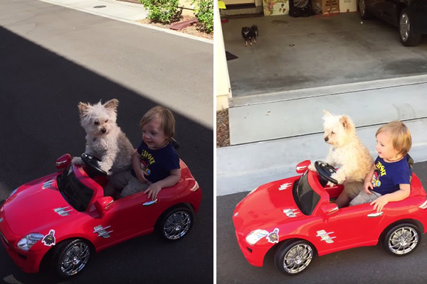 Este vídeo de um cachorro levando um garotinho para passear é o registro mais fofo que você verá hoje