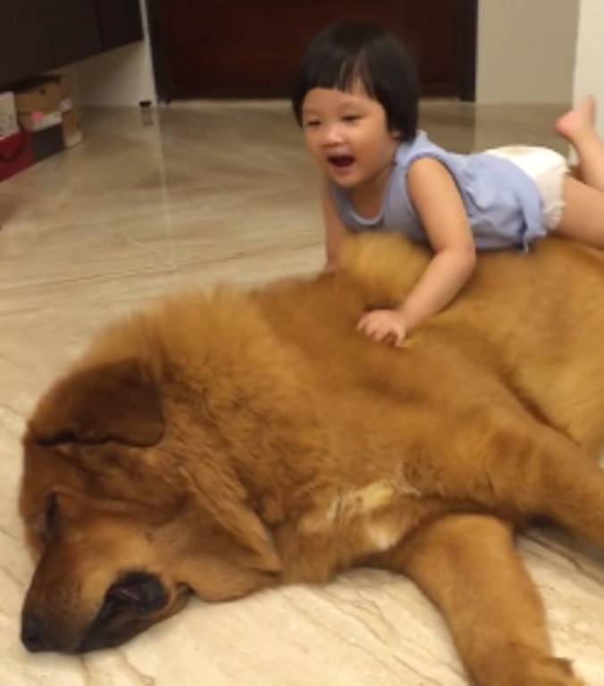 Garotinha chinesa brinca com cachorro gigante no vídeo mais fofo do dia