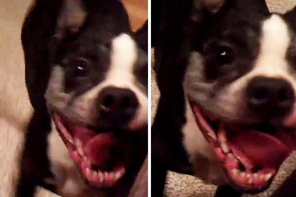 Vídeo de cachorrinho dançando loucamente vai te motivar a ir para a pista de dança