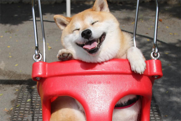 Simpático cachorrinho que adora brincar no balança leva internet à loucura