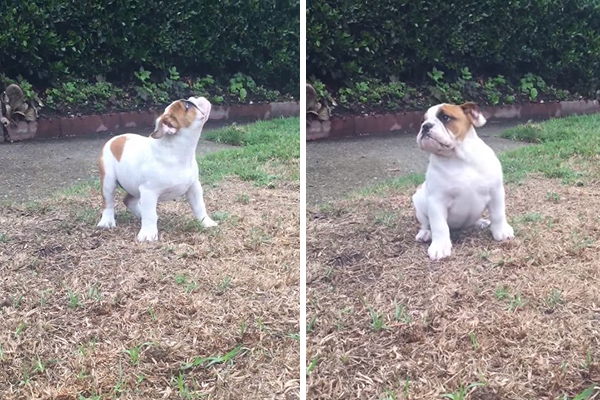 Este filhotinho fica completamente perdido ao experimentar o seu primeiro banho de chuva