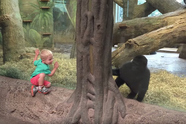 Garotinho brinca de esconde-esconde com filhote de gorila em vídeo fofíssimo