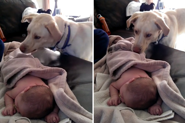 Cachorrinho protetor cobre e ajeita bebê em vídeo adorável que fez sucesso na web