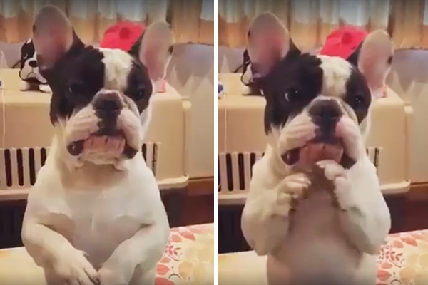 Este simpático cachorrinho não tem vergonha de implorar por um petisco em vídeo fofo