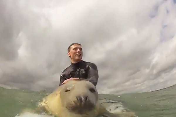 Surfista faz amizade surpresa com foca no meio do oceano e faz sucesso na web; assista
