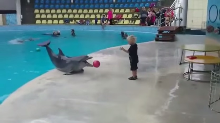 Este vídeo de um garotinho brincando de jogar bola com um golfinho é a coisa mais fofa que você verá hoje
