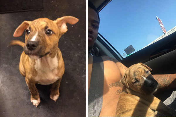 Este filhote está impressionando internautas ao tentar limpar a sujeira que fez dentro de casa