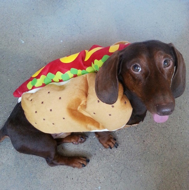 Cachorros e gatos entram no clima do Dia das Bruxas. Confira vinte fotos de fantasias criativas