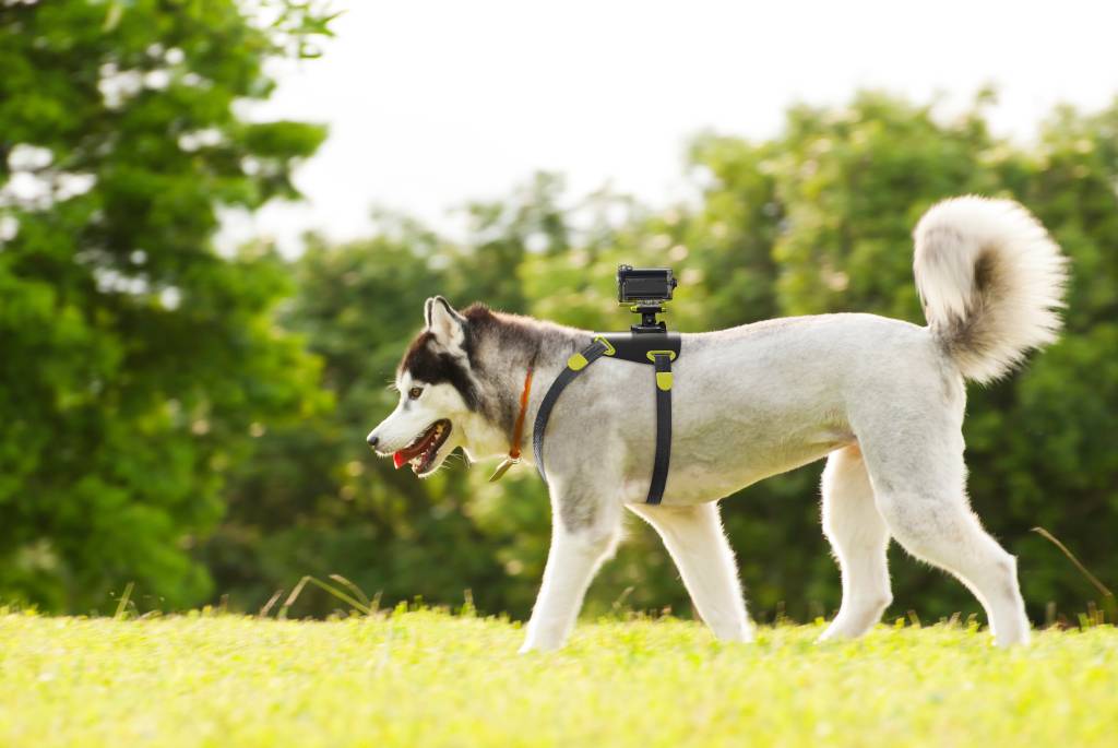 action-cam_-dog