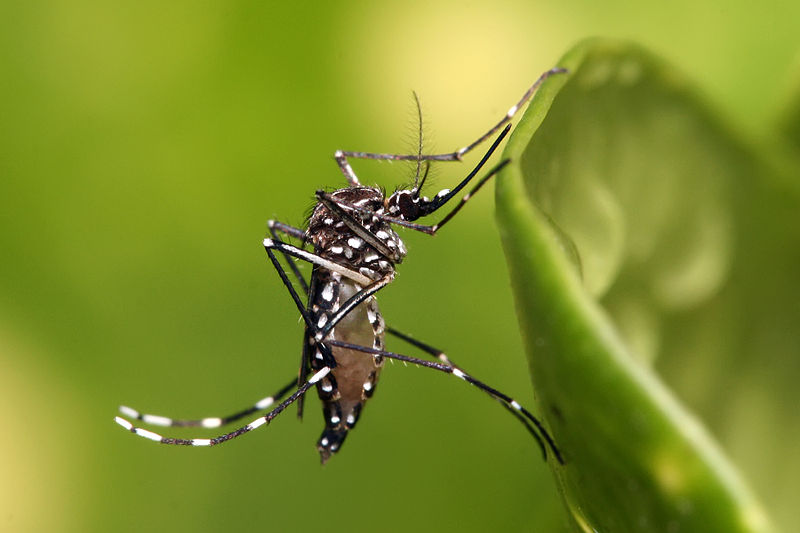 aedes_aegypti-dengue