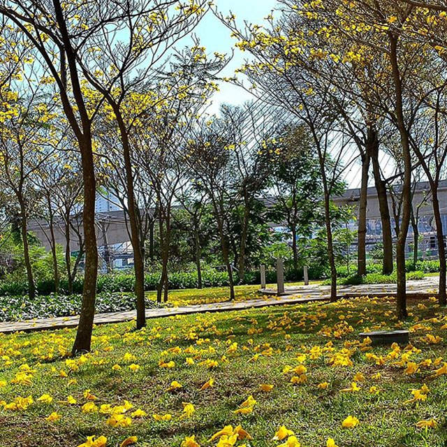 Vote nos finalistas da missão “Ipê: flores que colorem a capital”