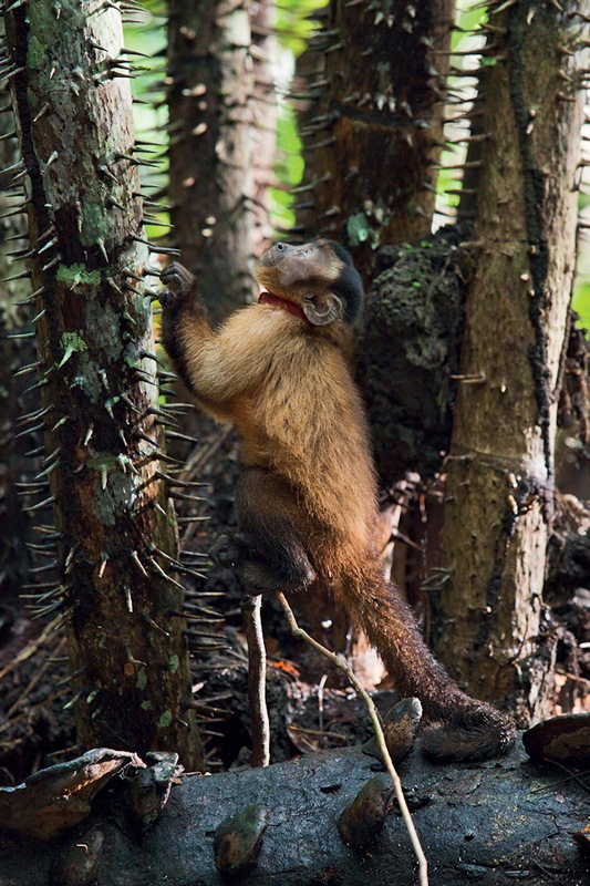 Amazônia: o macaco-prego Castanha, dura sobrevivência na Floresta Amazônica Amazônia: o macaco-prego Castanha, dura sobrevivência na Floresta Amazônica