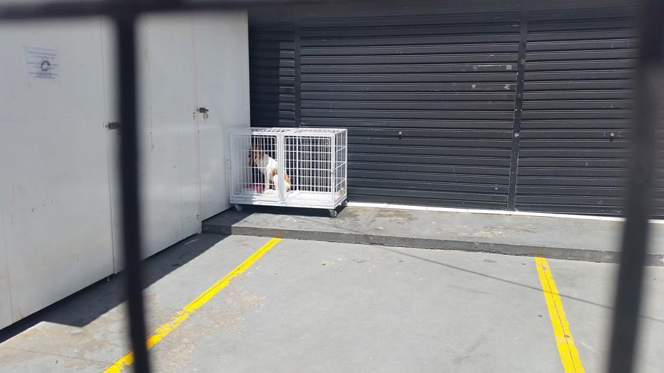 Hospitais veterinários públicos suspenderam as atividades ontem, quarta (28). Atendimento já voltou ao normal