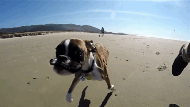 De cair o queixo! Veja o boxer Duncan, que tem apenas duas pernas, correndo na praia pela primeira vez