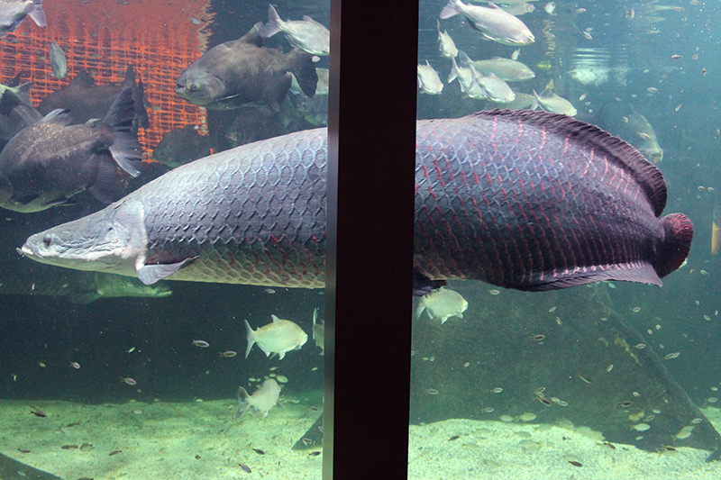 Galeria de fotos: um passeio pelo aquário do Guarujá