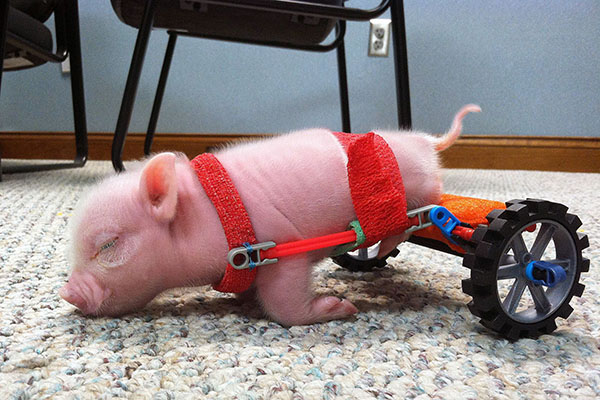 Conheça a inspiradora história de Chris P. Bacon, um porquinho que nasceu com as pernas deformadas