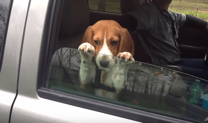 Beagle não quer deixar de jeito nenhum que fechem a janela do carro. Assista vídeo