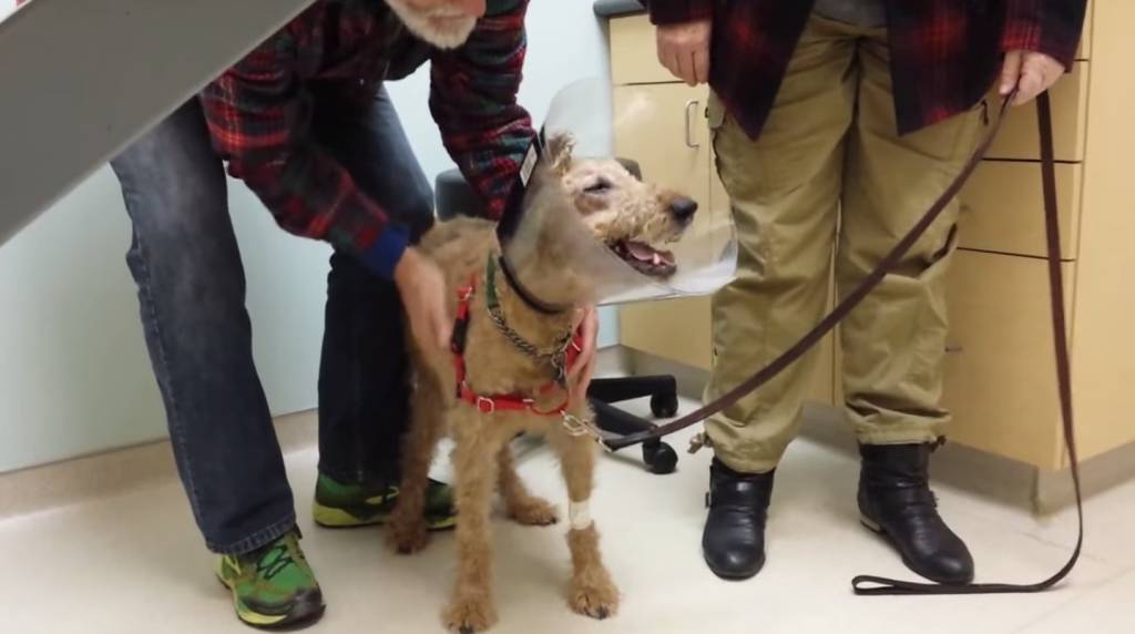 Cachorro cego volta a enxergar e vê seus donos pela primeira vez em meses