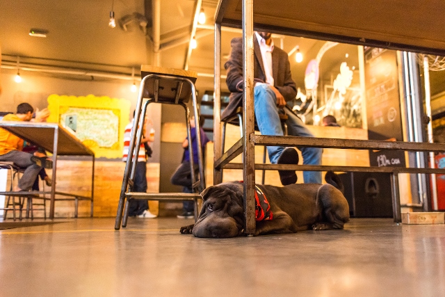 Cinco passeios  para fazer com o cãozinho e a cara metade, do primeiro encontro à fase do relacionamento sério