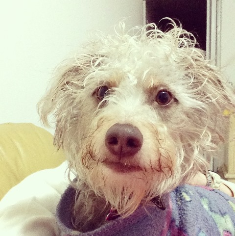 Conheça os dez finalistas do projeto O Cão com a Cara de São Paulo