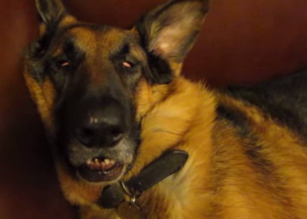 Vídeo: pastor alemão parece com qualquer um de nós quando está dormindo (e também quando está acordando)