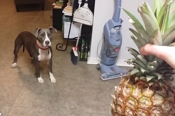 Cachorro morre de medo de abacaxi em vídeo que faz sucesso na internet; assista