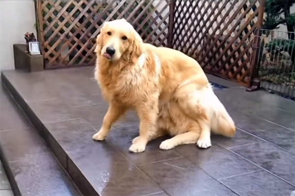 Um cachorro se transforma “magicamente” em dois em questão de segundos e vídeo faz sucesso na internet